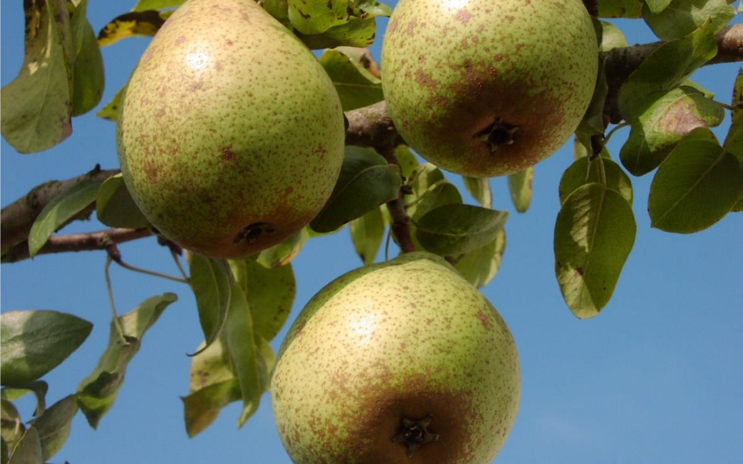 Zeigt Birnen die am Baum hängen